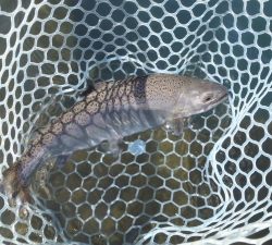 朝霞ガーデン 釣果