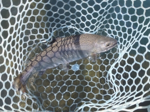 朝霞ガーデン 釣果