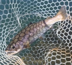 朝霞ガーデン 釣果