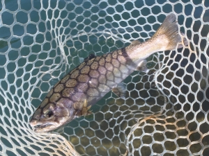 朝霞ガーデン 釣果