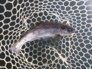 朝霞ガーデン 釣果