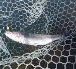 朝霞ガーデン 釣果