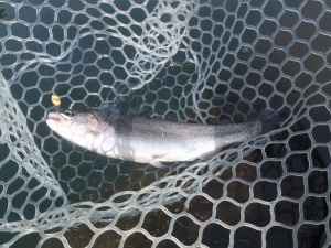 朝霞ガーデン 釣果