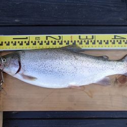 志高湖フィッシング 釣果