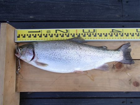 志高湖フィッシング 釣果