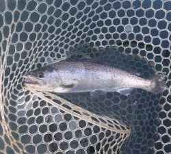 朝霞ガーデン 釣果