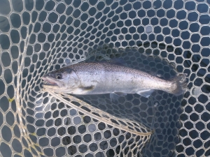 朝霞ガーデン 釣果