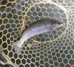 朝霞ガーデン 釣果