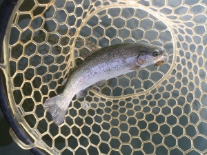 朝霞ガーデン 釣果