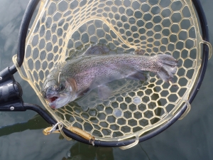 朝霞ガーデン 釣果