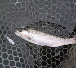 朝霞ガーデン 釣果