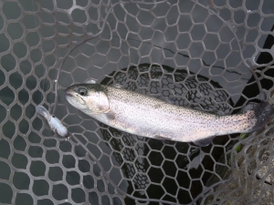 朝霞ガーデン 釣果