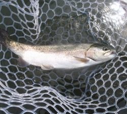 朝霞ガーデン 釣果