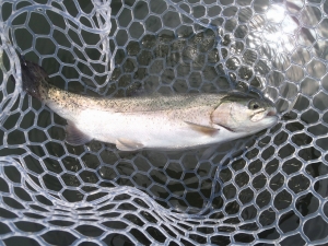 朝霞ガーデン 釣果