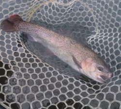 朝霞ガーデン 釣果