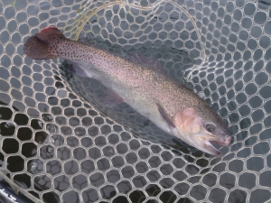 朝霞ガーデン 釣果