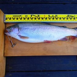 志高湖フィッシング 釣果