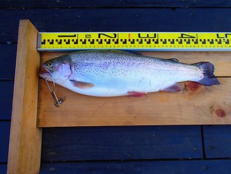 志高湖フィッシング 釣果