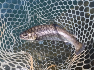 朝霞ガーデン 釣果