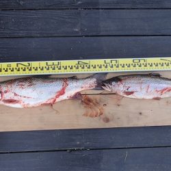 志高湖フィッシング 釣果