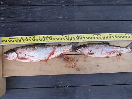 志高湖フィッシング 釣果