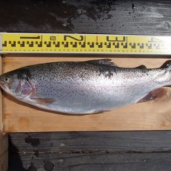 志高湖フィッシング 釣果