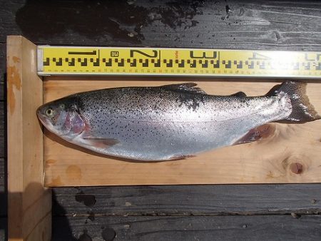 志高湖フィッシング 釣果