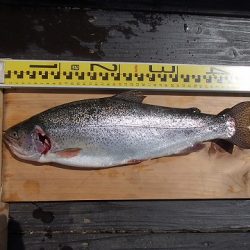 志高湖フィッシング 釣果