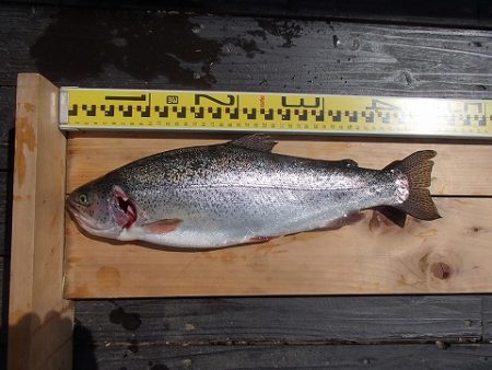 志高湖フィッシング 釣果