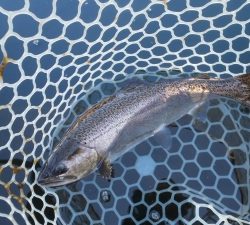 朝霞ガーデン 釣果