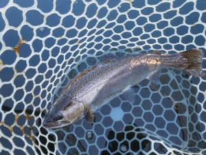 朝霞ガーデン 釣果