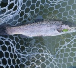 朝霞ガーデン 釣果