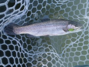朝霞ガーデン 釣果