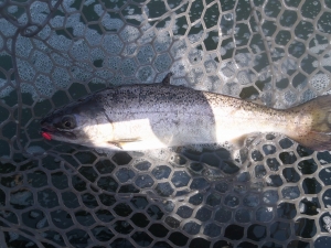 朝霞ガーデン 釣果