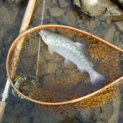 会津大川(会津非出資漁業協同組合) 釣果