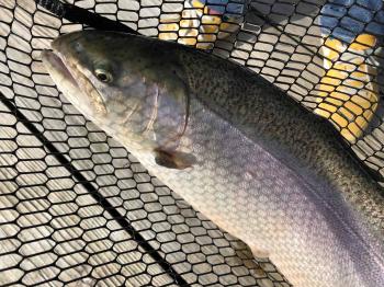 フィッシング サンクチュアリ 釣果