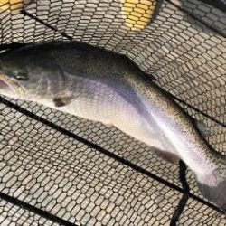 フィッシング サンクチュアリ 釣果