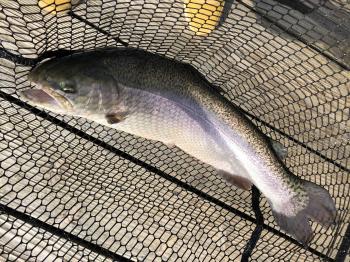 フィッシング サンクチュアリ 釣果