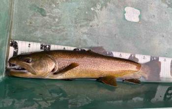 フィッシング サンクチュアリ 釣果