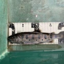 フィッシング サンクチュアリ 釣果