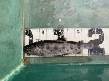 フィッシング サンクチュアリ 釣果