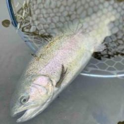 フィッシング サンクチュアリ 釣果