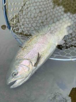 フィッシング サンクチュアリ 釣果