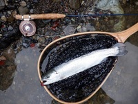 秩父フライフィールド 釣果