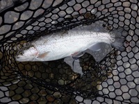 秩父フライフィールド 釣果