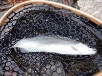 秩父フライフィールド 釣果