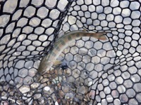 秩父フライフィールド 釣果