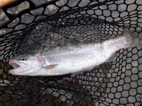 秩父フライフィールド 釣果