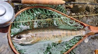 秩父フライフィールド 釣果