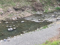 秩父フライフィールド 釣果